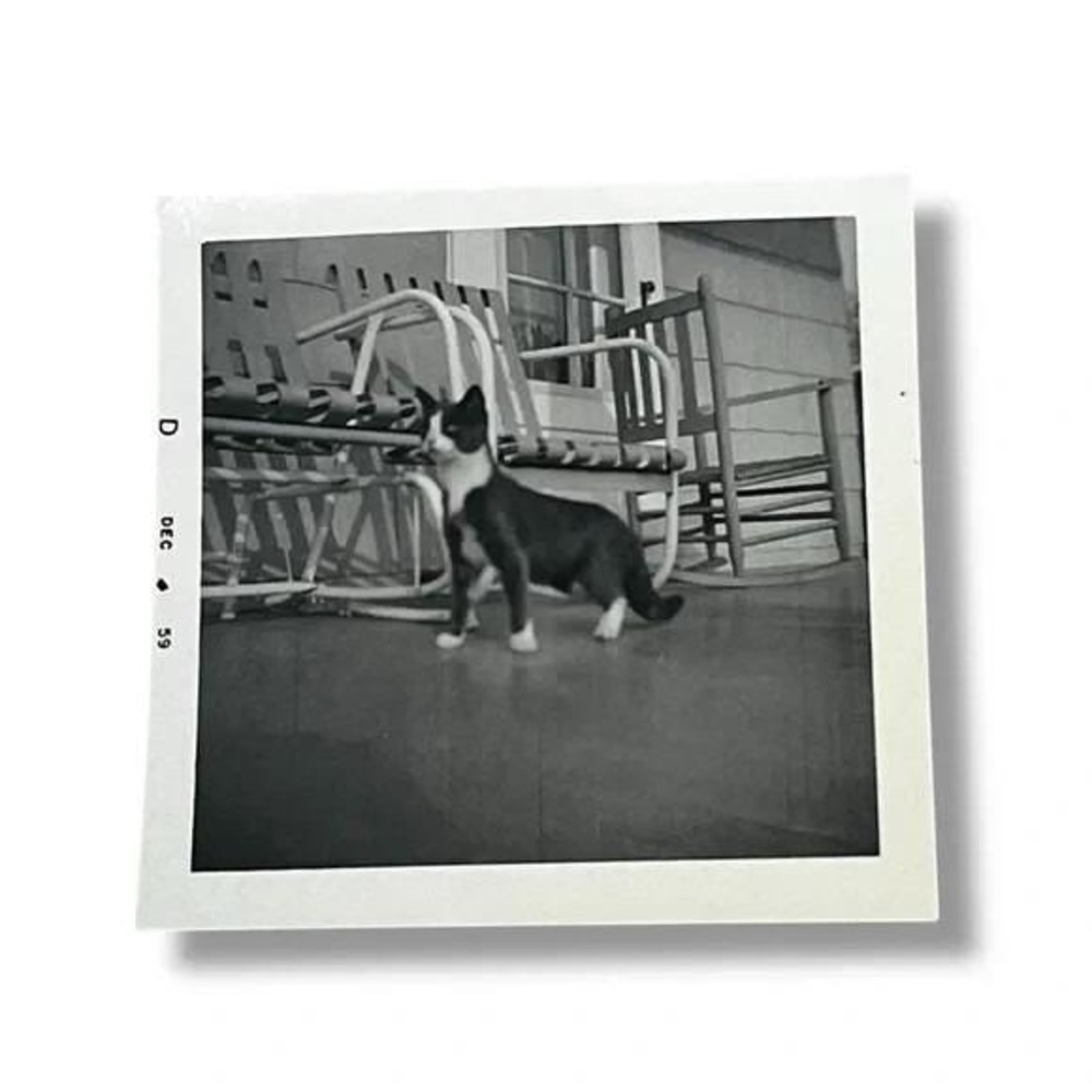 Kitten on Front Porch with Rocking Chairs c1959 Vintage Found Photo DBX
